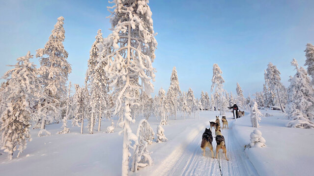 On a husky sled in winter landscape
