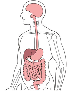 Human Digestive System Anatomy Diagram