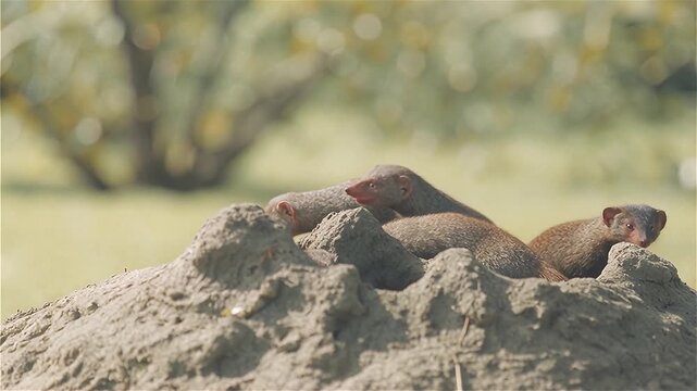 Close up of a pack of Common Dwarf Mongoose (Helogale parvula) living in termite mound, African savanna, South Africa.
