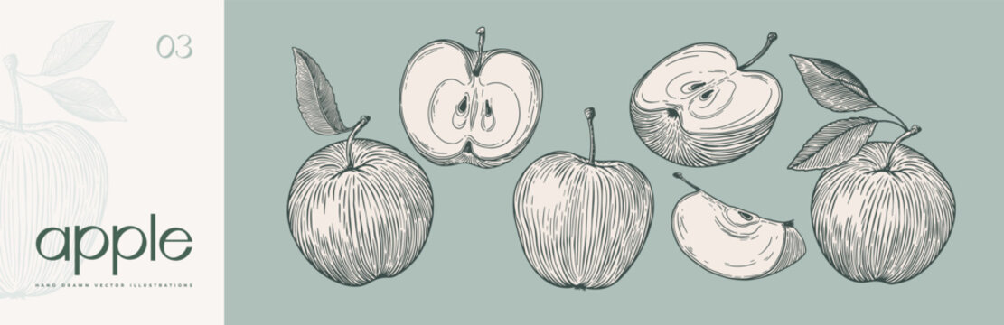 Set of hand-drawn apples in engraving style. Dessert fruits sliced and whole. Design element for markets, shops, cafes, restaurants, packaging. Vintage botanical illustration on background isolated.