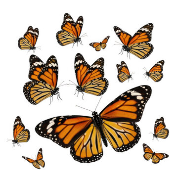 Colorful butterfly wings isolated collection on white isolated on transparent background, isolated on white background