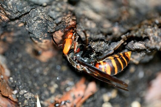 樹液を貪るオオスズメバチの女王蜂