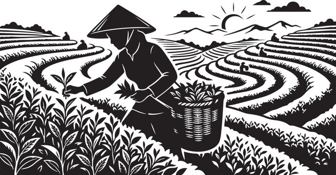 Detailed graphic of a tea picker in large terraced tea fields with agriculture plantation illustration cultivation landscape traditional