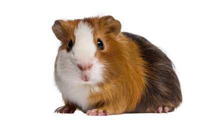 Guinea pig with brown white, and black fur sitting down © Isolde