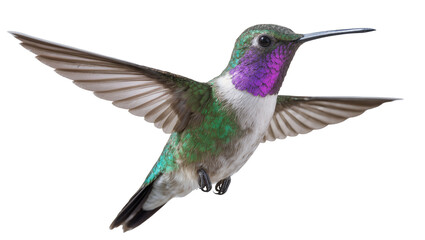 Obraz premium Hummingbird with iridescent green feathers and purple throat in flight