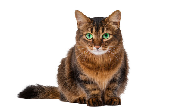 Tabby cat with green eyes sitting