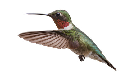 Obraz premium Male Ruby-throated Hummingbird in flight with wings spread