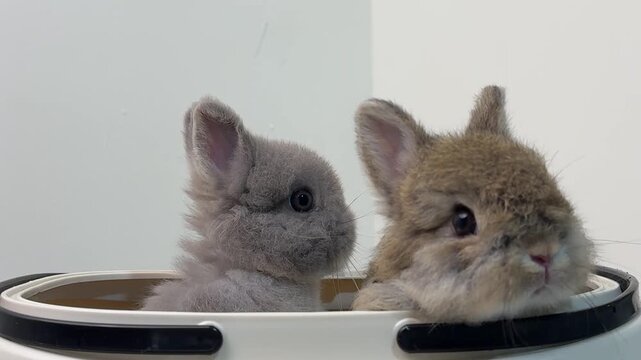 Two Baby Rabbits Peeking from Container