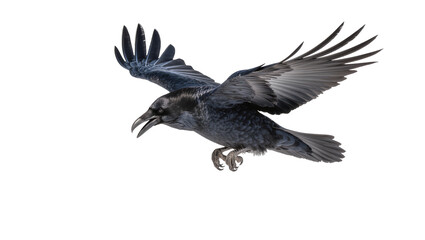 Obraz premium Black raven bird with open wings flying