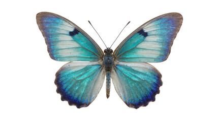 Blue and green iridescent butterfly with dark spots on wings © Isolde