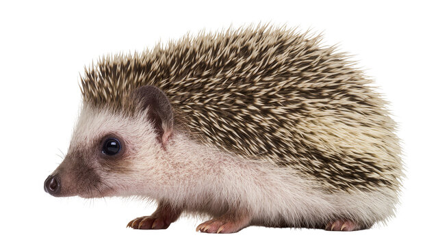 African pygmy hedgehog with quills and fur
