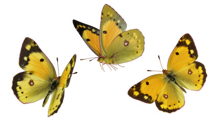 Three yellow and black butterflies with detailed wings © Isolde