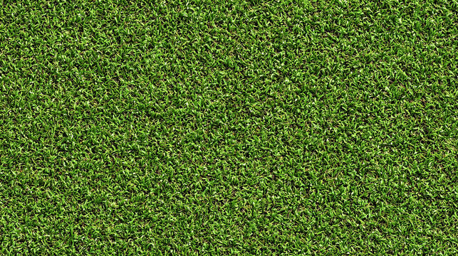Seamless Tileable Lawn Grass Surface Texture Flat