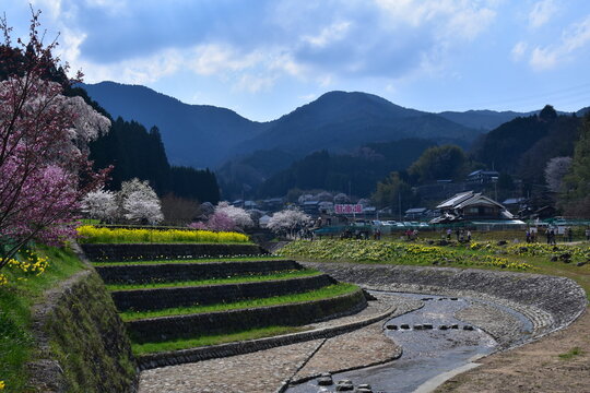 奈良県 宇陀市の又兵衛（桜本郷の瀧桜）