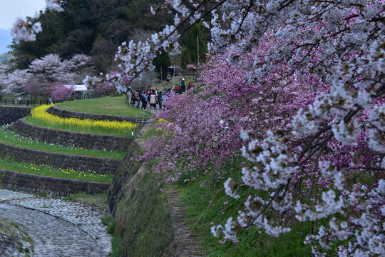 奈良県 宇陀市の又兵衛（桜本郷の瀧桜）