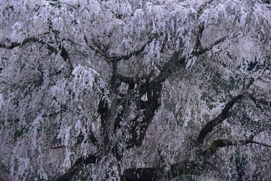 奈良県 宇陀市の又兵衛（桜本郷の瀧桜）