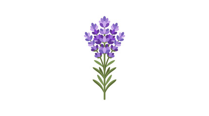 Fototapeta premium Single Lavender Flower Stem Isolated on White Background.