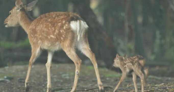 japanese spotted deer and her newborn fawn walking in the rain forest