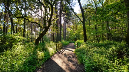 Fototapeten Waldweg Woodland   © Janette