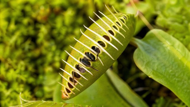 flytrap. Venus flytrap closing leaves around trapped insect, macro view with natural sunlight. gardening catalogs, home-decor guides, designed for gardening and botanical catalogs.