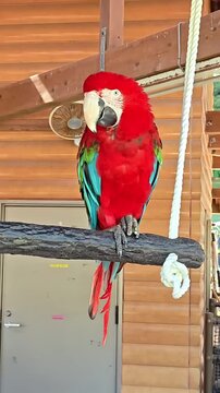 Red macaw perching on a swing, Exotic Tropical Bird, Wildlife Conservation, Rainforest Animal, Fluffy Feather Avian Species, Flying Zoology