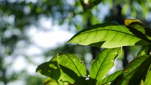 Close-up of large tropical tree leaves with visible veins backlit by sunlight and showing insect damage holes against blue sky background