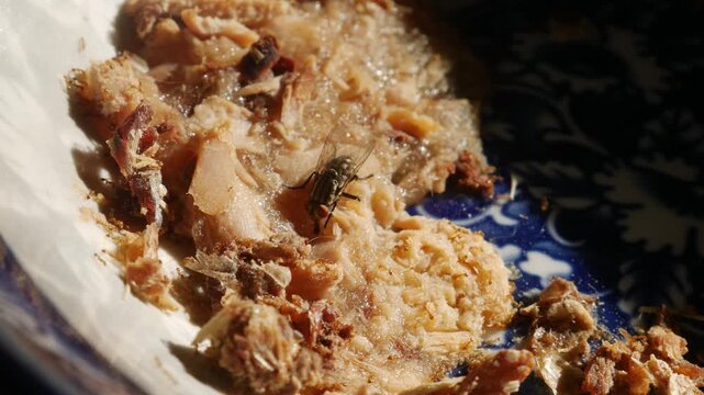 Macro close-up of housefly and small insects on leftover food scraps inside blue decorative ceramic bowl in dramatic sunlight conceptual hygiene pest