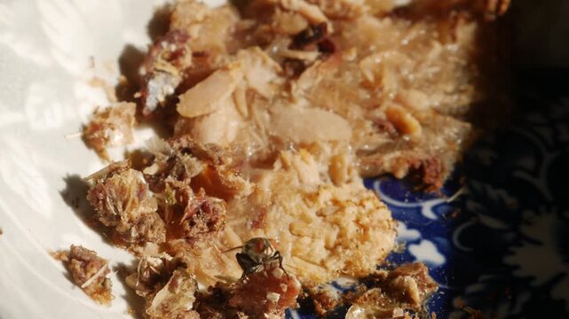 Macro close-up of housefly and small insects on leftover food scraps inside blue decorative ceramic bowl in dramatic sunlight conceptual hygiene pest
