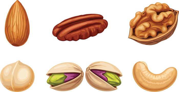 Wholesome collection of realistic single nuts containing detailed almond seed pecan kernel walnut half open pistachio and curved cashew for diet infographics