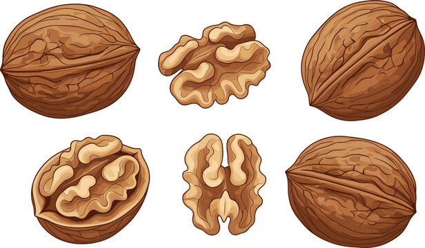 Organic raw walnut vector illustration set with detailed whole textured shells open half and healthy brain food kernels for packaging design
