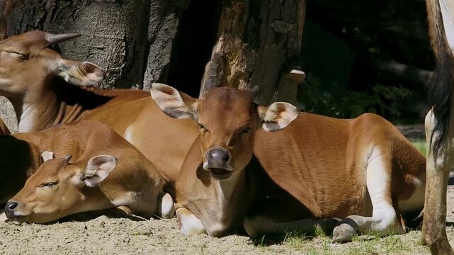 Banteng, Bos javanicus or Red Bull. It is a type of wild cattle But there are key characteristics that are different from cattle and bison: a white band bottom in both males and females.