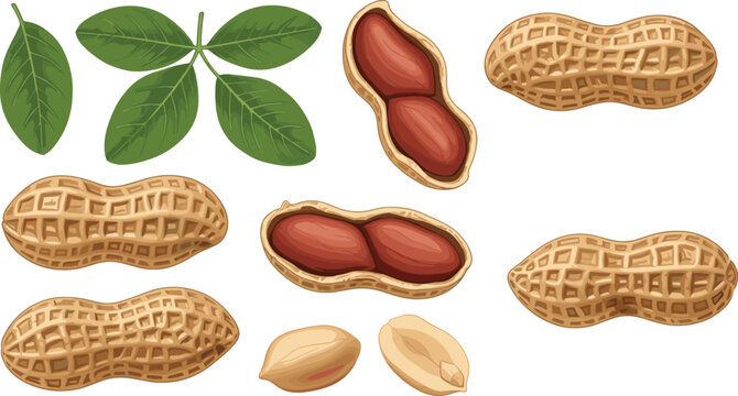 Organic peanuts vector set featuring highly detailed textured pods, opened shells with raw kernels, green leaves, and whole groundnut seeds.