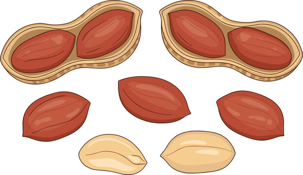 Peanuts vector set featuring open cracked shells with raw whole kernels and organic peeled groundnuts for food graphic design.