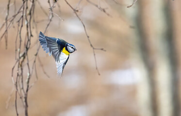 Blue tit © Jan