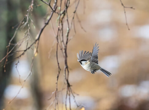 Coal tit flying