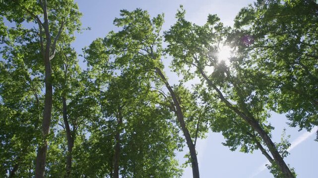 Sunlight Through Plane Trees in Tomar Main Square Park Portugal Summer Shot with Cinema Camera