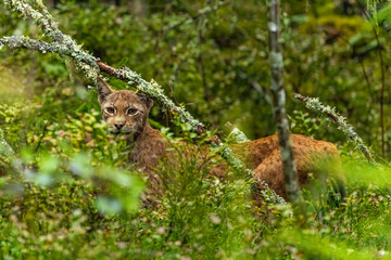 Lynx in the bushes Sweden © Jan