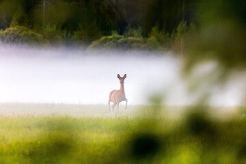 Roe deer in the mist on the meadow © Jan