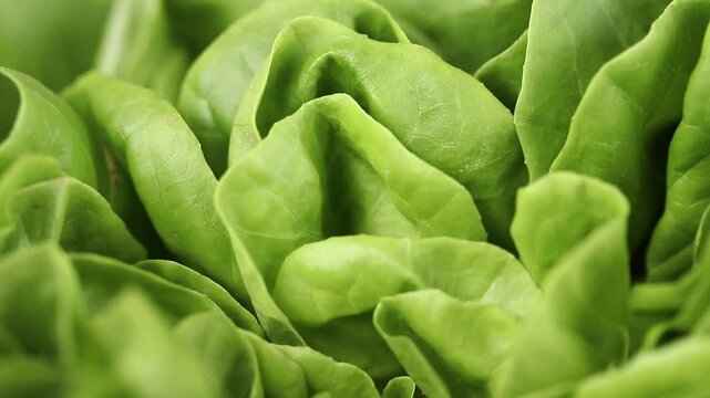 Fresh green baby butterhead lettuce leaves rotating slowly. Close-up shot
