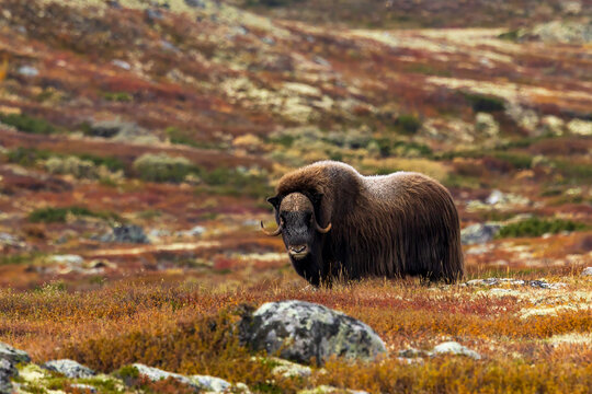Muskox Norway Dovrefjell, animal, nature, wildlife, horns, wild, bull, european bison