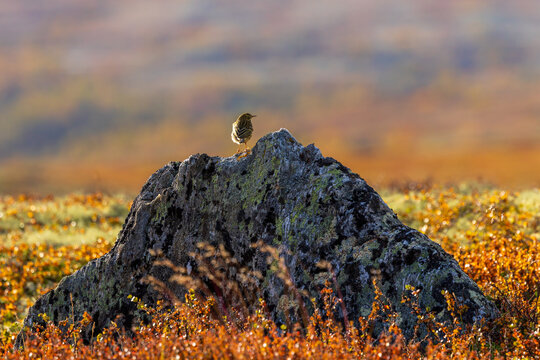 Meadow pipit Dovrefjell Norway
