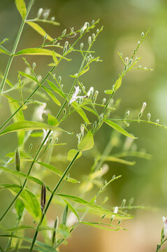 Kariyat or Andrographis paniculata branch green leaves and flowers on natural background.