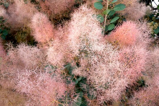 Smoke bush [Cotinus] with delicate feathery plumes.