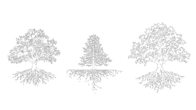 Detailed tree root system illustration, botanical anatomy trees, underground root structure diagram, deciduous tree cross section isolated on white background
