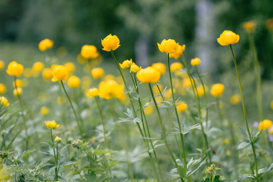 Yellow globeflowers blooming in northern meadow with soft bokeh background in summer