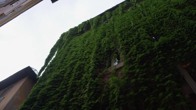 Ivy Covered Building Facade in Rome Italy Summer Shot with Cinema Camera