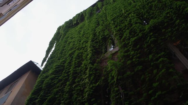Lush Ivy Covered Historic Wall in Rome Italy Summer Shot with Cinema Camera