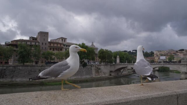 Seagulls Beside the Tiber River Rome Italy Summer Shot with Cinema Camera