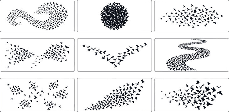 Collection of various bird flight patterns and formations