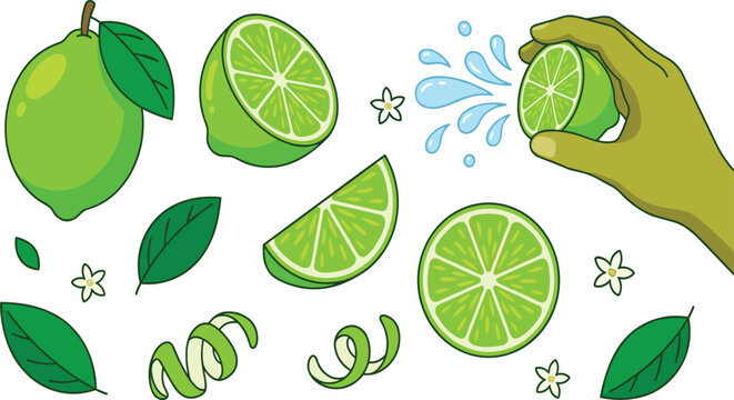 Fresh Green Lime Cartoon Clipart Set with Whole, Half, Wedge, Squeeze, Peel, Flower, and Leaf Elements for Food Design